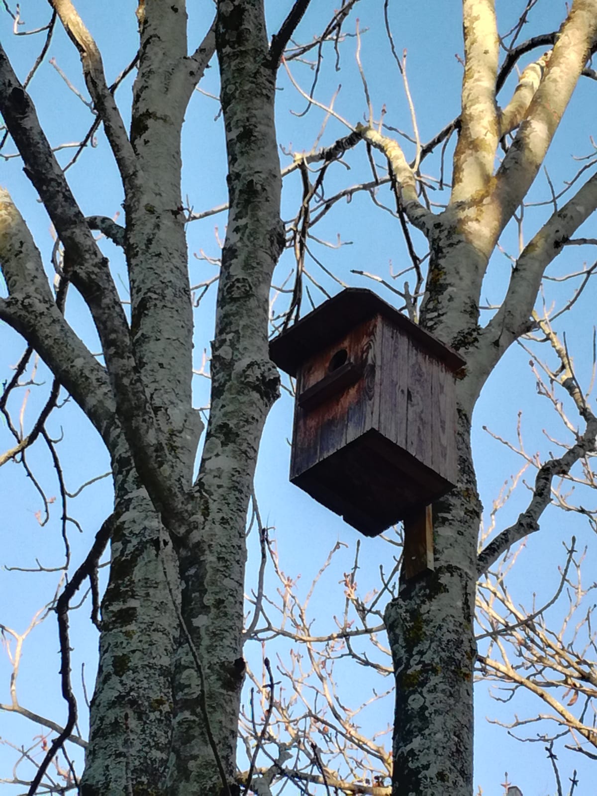 projecte caixes niu per a ocells i ratpenats àrea de Medi Ambient