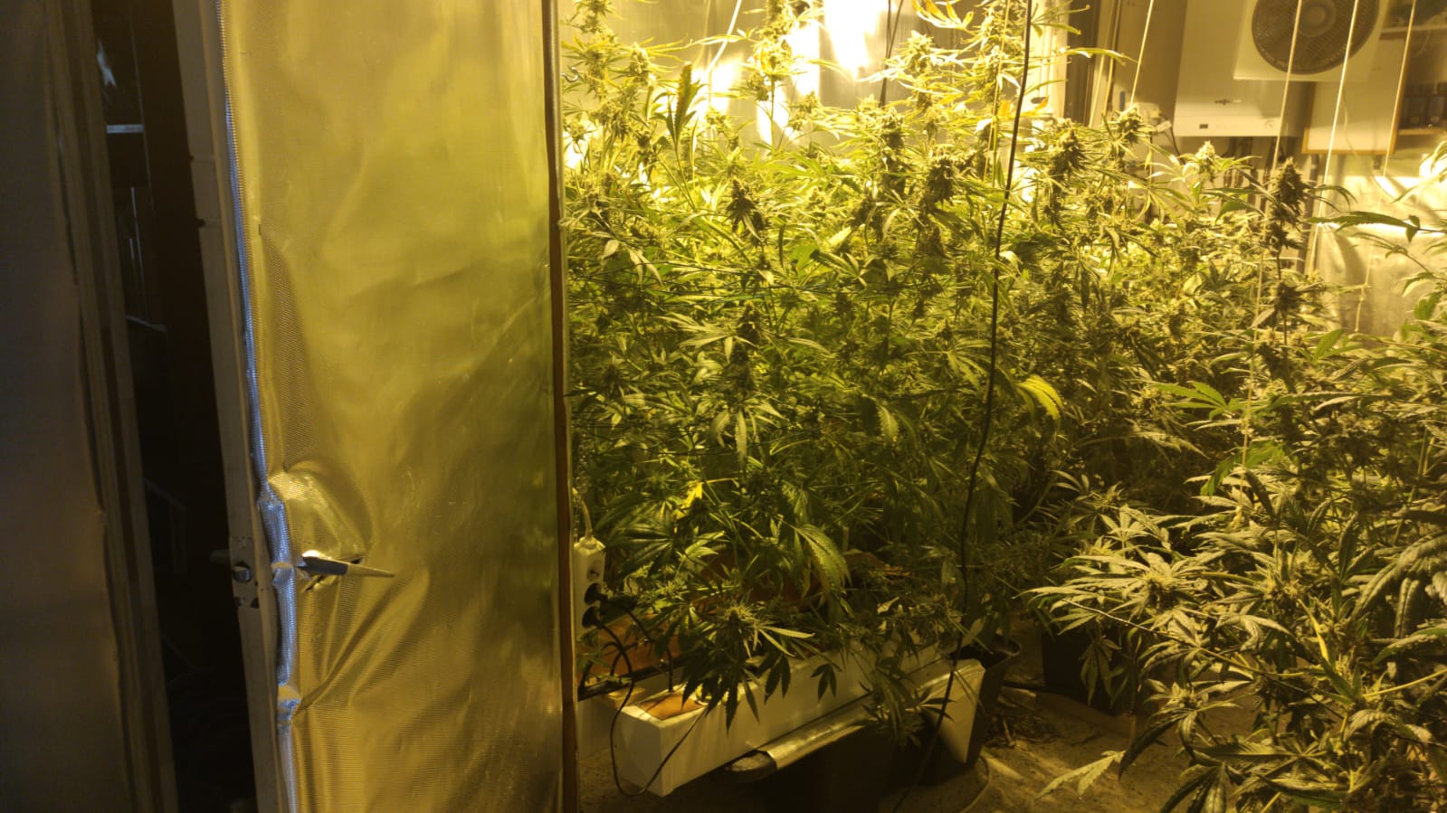 detenció per cultiu i distribució de marihuana, Policia Local de Palafrugell