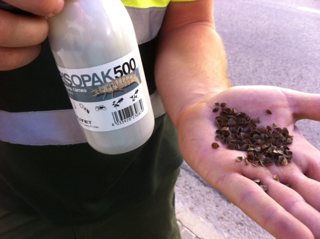 Insectes depredadors per controlar plagues en jardins i arbres