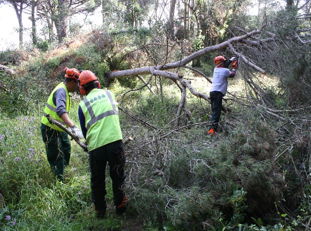 brigada_forestal