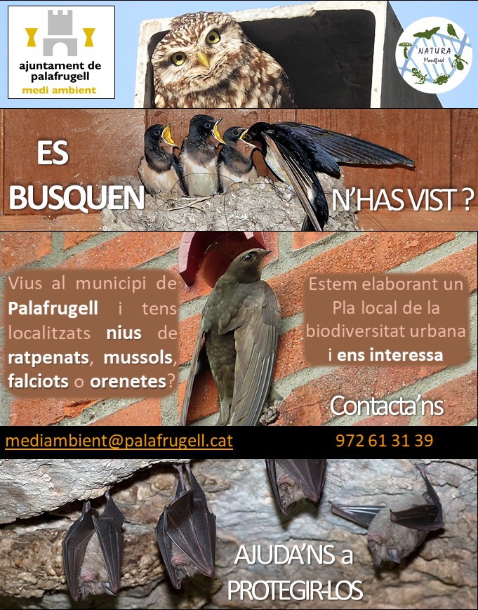 Cartell nius ocells